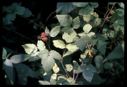 Black raspberry with ripening berries, Madison School Forest