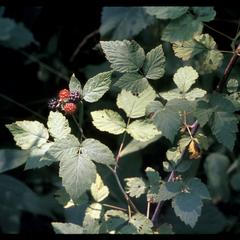 Black raspberry with ripening berries, Madison School Forest