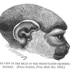 Side View of the Head of the Short-Tailed Squirrel-Monkey (From Sclater, Proc. Zool. Soc. 1872)