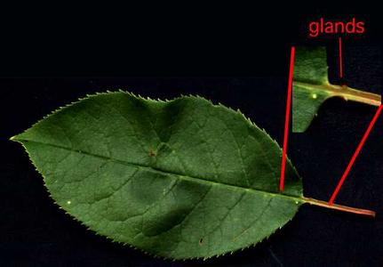 Glands on petiole of black cherry