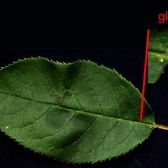 Glands on petiole of black cherry