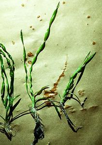 Modified stems - stolons of Vallisneria