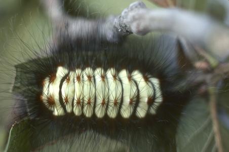 Urticating caterpillar