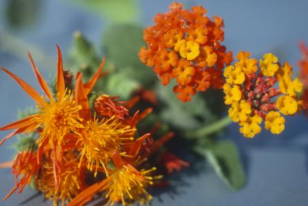 Flowers of Lantana and Senecio that mimic each other to attract pollinators