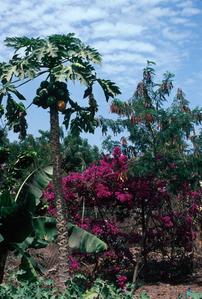 Papaya and Bougainvillea in a Backyard in Banjul