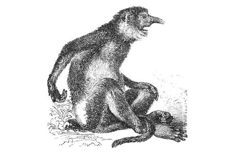 Seated Proboscis Monkey Print