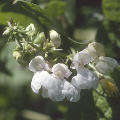 Flowers of Phaseolus beans