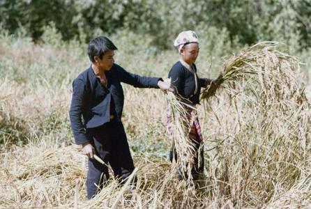 Lu farmers harvest rice near the village of Phibounsin in Houa Khong Province
