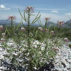 Polanisia uniglandulosa on limestone gravel