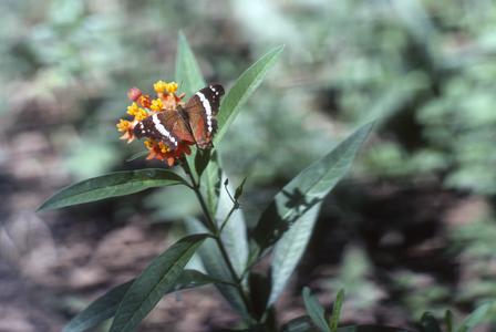 Butterfly on Asclepias curassavica