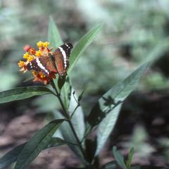 Butterfly on Asclepias curassavica