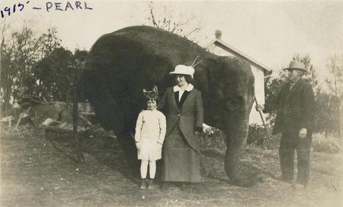 Pearl the circus elephant