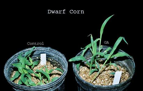 Genetically dwarf corn - the plant on the right has been treated with GA
