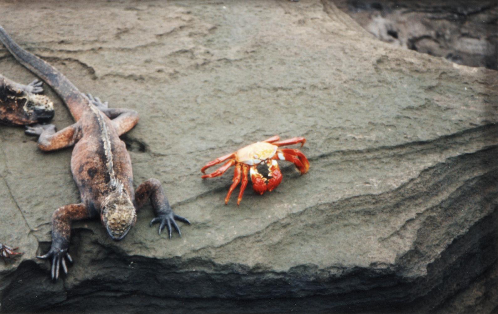 Marine Iguana (Amblyrhynchus cristatus) and Sally Lightfoot Crab (Grapsus grapsus)