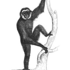 Gibbon de Raffles