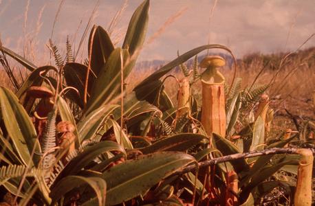 Insect-Eating Pitcher Plant