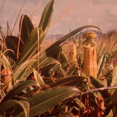 Insect-Eating Pitcher Plant