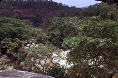 Vegetation of Assab Falls