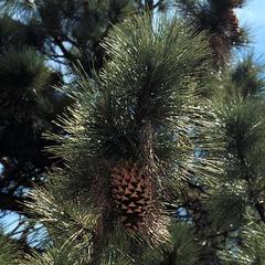 Coulter pine - bough with a cone