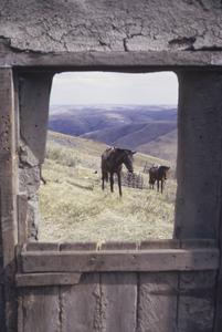 South Africa : scenery : horses