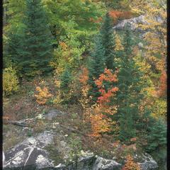 View of hardwoods and fir in fall near cliffs, Hanson Property