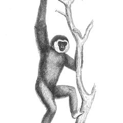 Gibbon aux mains blanches (Gibbon with white hands)