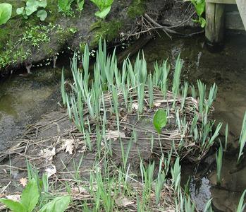 Clump of wild iris