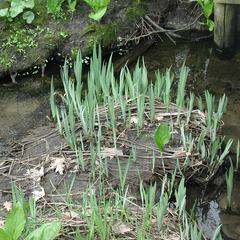 Clump of wild iris