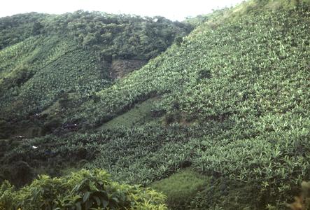 Banana plantings in valley near Turrialba