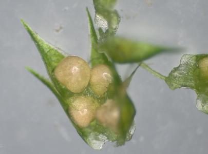 Selaginella - dissected strobilus - microsporophylls