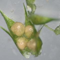 Selaginella - dissected strobilus - microsporophylls