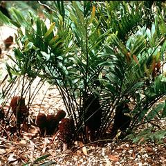 Plant with ovulate cones of Zamia