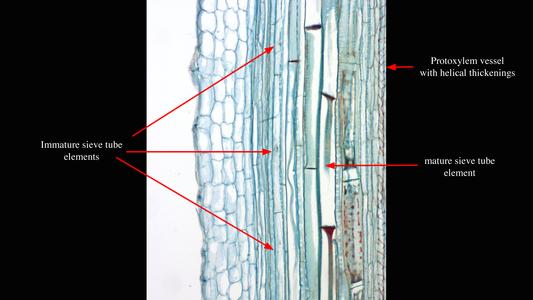 Labeled view of phloem in a longitudinal section of Cucurbita stem - prepared slide 10x objective