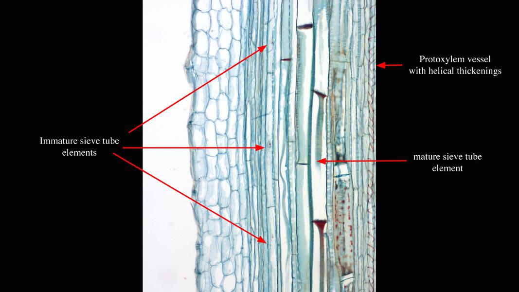 ‎Labeled view of phloem in a longitudinal section of Cucurbita stem ...