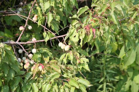Branch with fruit of wild plum