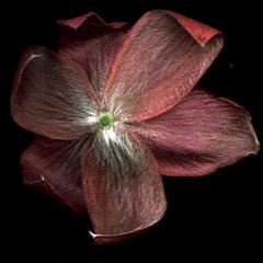 Back of a flower of Pulsatilla vulgaris