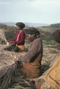 Southern Africa : Domestic Activities : building a house, preparing thatch