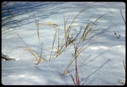 Cord grass patterns on the snow, Cherokee Marsh