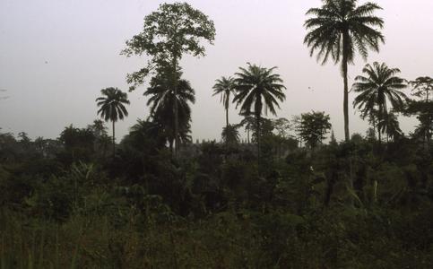 Landscape of Ife