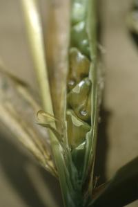 Close-up of fruit of Zea mays mexicana, west of Teloloapan
