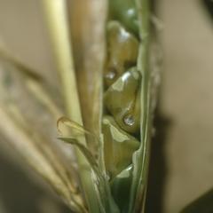 Close-up of fruit of Zea mays mexicana, west of Teloloapan