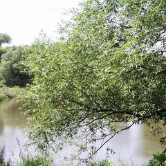 Salix nigra