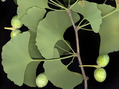 Branch with spur shoot and seeds of Ginkgo