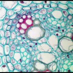 Casparian strips of endodermis seen in cross section of a immature Ranunculus root