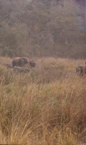 Elephants in grass