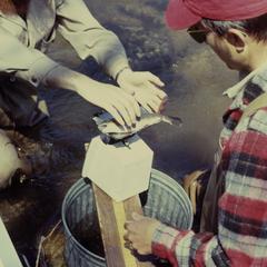 DNR staff weighing a brook trout