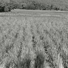 Paddy rice ready for harvest at Thong Wai in Houei Kong Cluster in Attapu Province