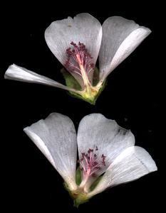 Dissected Malvaceae flower