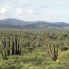 Dry spiny woodland (matorral espinosa tropical) southwest of Coro