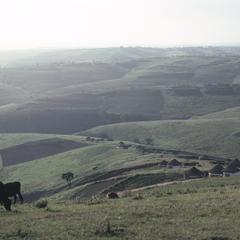 South Africa : scenery : animals grazing